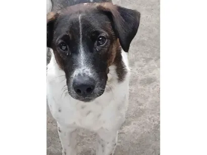 Cachorro raça SRD-ViraLata idade 1 ano nome Fred