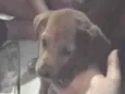 Eloa