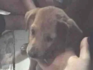 Cachorro raça SRD-ViraLata idade 2 a 6 meses nome Eloa