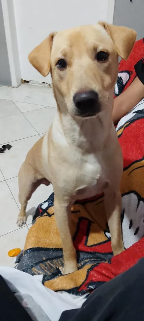 Cachorro raça SRD-ViraLata idade 2 a 6 meses nome Caramelo