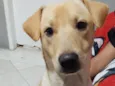 Caramelo