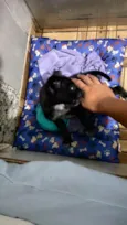 tom