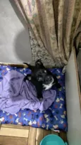 tom