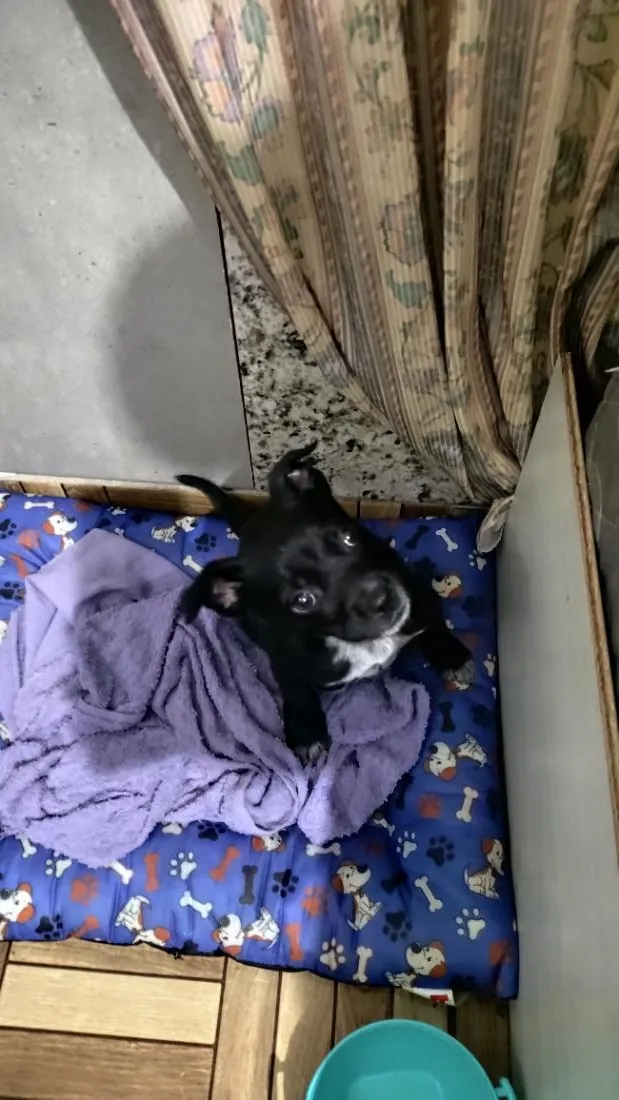 Cachorro raça SRD-ViraLata idade Abaixo de 2 meses nome tom