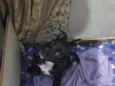 tom