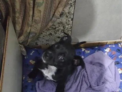 Cachorro raça SRD-ViraLata idade Abaixo de 2 meses nome tom