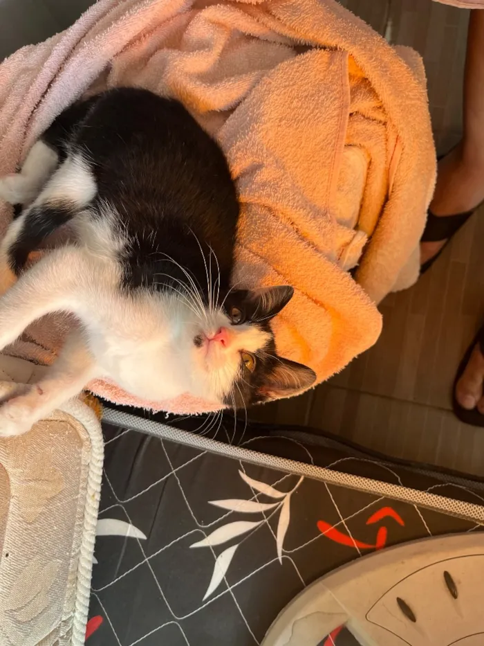 Gato raça SRD-ViraLata idade 2 a 6 meses nome Miu