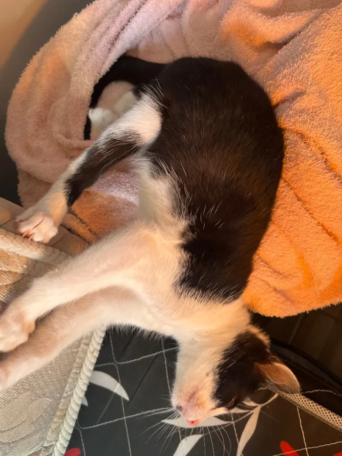 Gato raça SRD-ViraLata idade 2 a 6 meses nome Miu