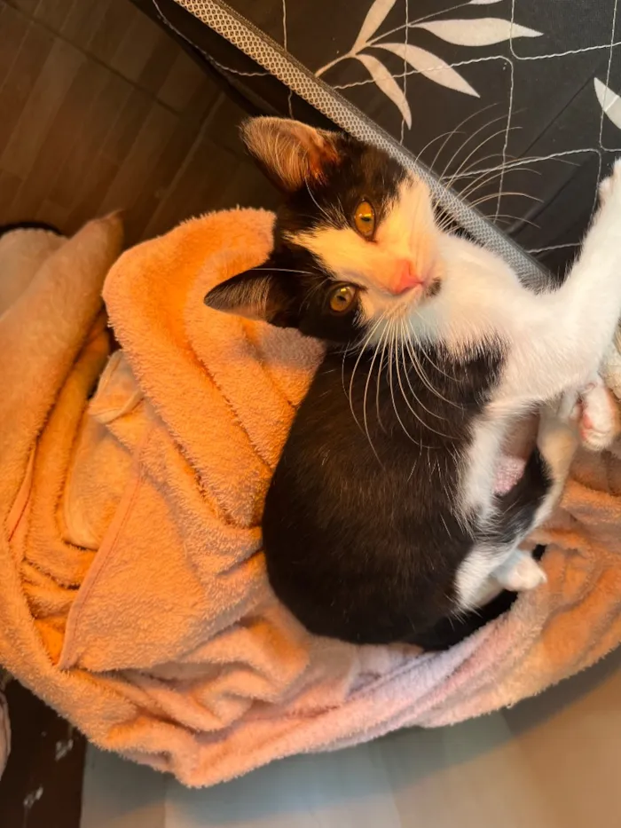 Gato raça SRD-ViraLata idade 2 a 6 meses nome Miu