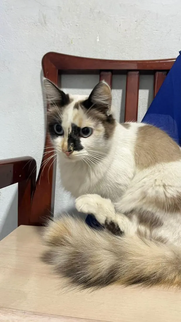 Gato raça SRD-ViraLata idade 1 ano nome não sei 