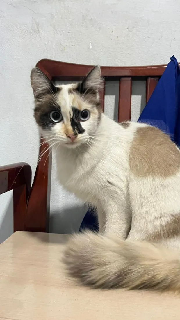 Gato raça SRD-ViraLata idade 1 ano nome não sei 
