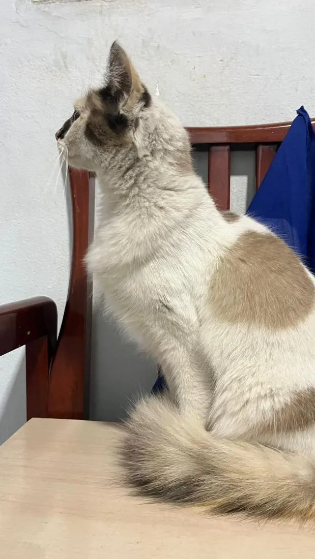 Gato raça SRD-ViraLata idade 1 ano nome não sei 