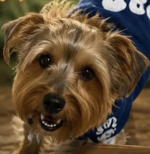 Cachorro raça Yorkshire idade 6 ou mais anos nome Tunico 