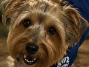 Cachorro raça Yorkshire idade 6 ou mais anos nome Tunico 