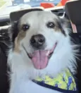 Bob 