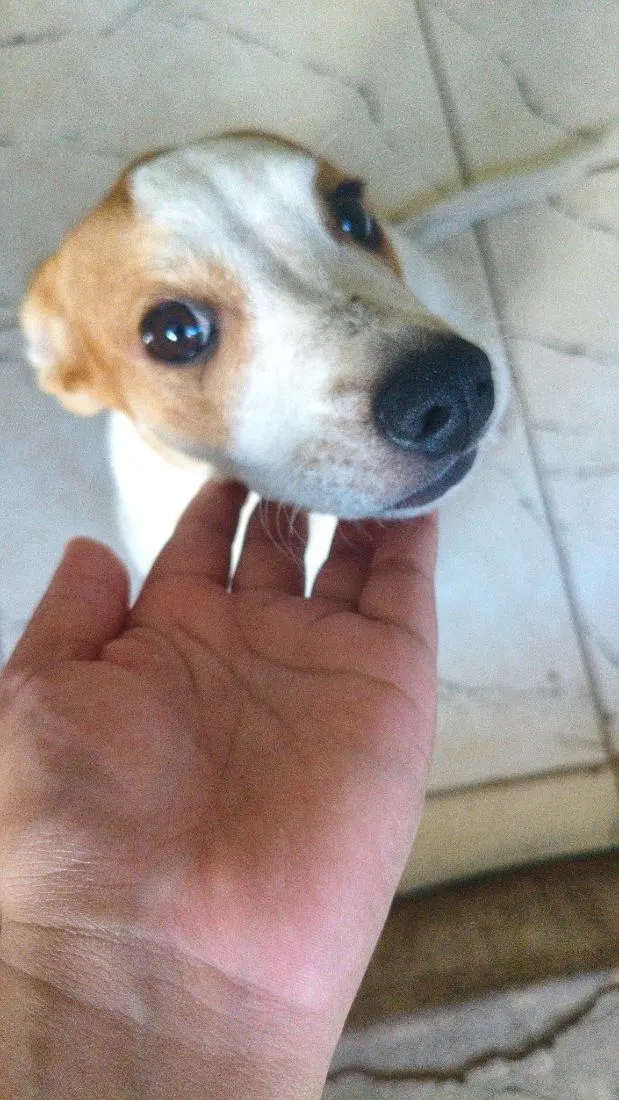 Cachorro raça SRD-ViraLata idade 2 a 6 meses nome MAKI