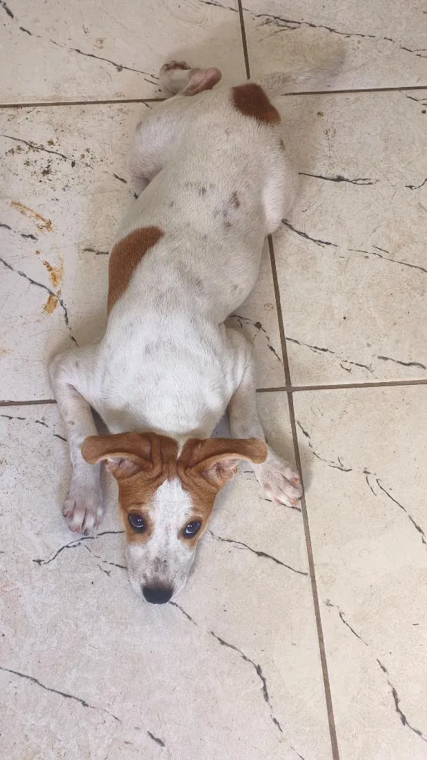 Cachorro raça SRD-ViraLata idade 2 a 6 meses nome MAKI