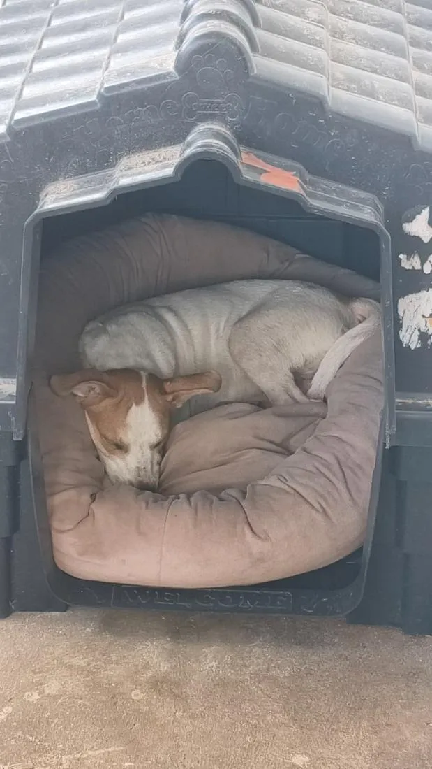 Cachorro raça SRD-ViraLata idade 2 a 6 meses nome MAKI