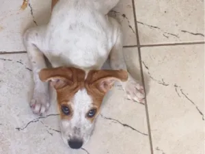 Cachorro raça SRD-ViraLata idade 2 a 6 meses nome MAKI