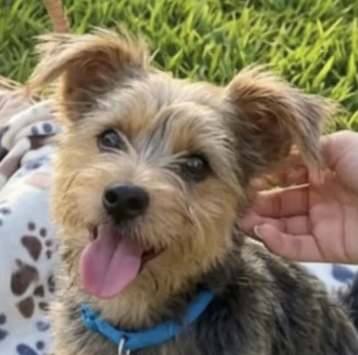 Cachorro raça Yorkshire idade 7 a 11 meses nome Pingo 
