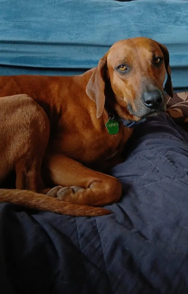 Cachorro raça Mestiço de Leão da Rodésia idade 2 anos nome Caramelão 
