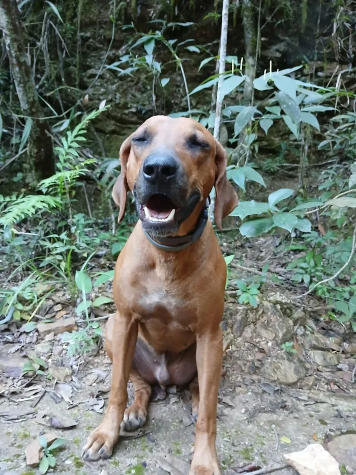Cachorro raça Mestiço de Leão da Rodésia idade 2 anos nome Caramelão 