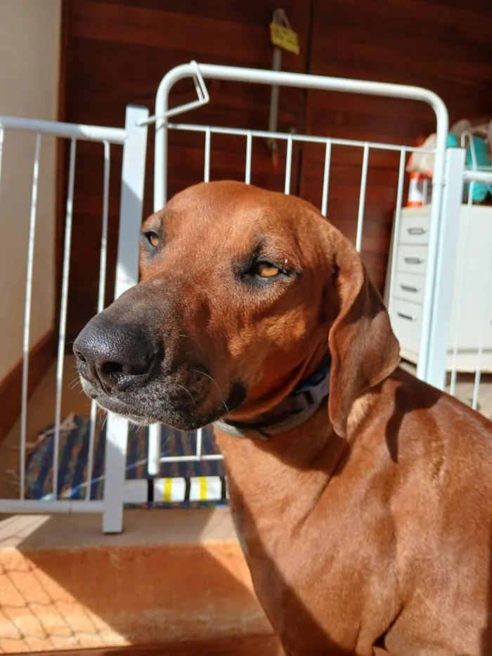Cachorro raça Mestiço de Leão da Rodésia idade 2 anos nome Caramelão 
