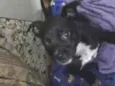 tom