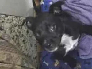 Cachorro raça SRD-ViraLata idade Abaixo de 2 meses nome tom