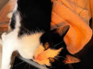 Gato raça SRD-ViraLata idade 2 a 6 meses nome Miu