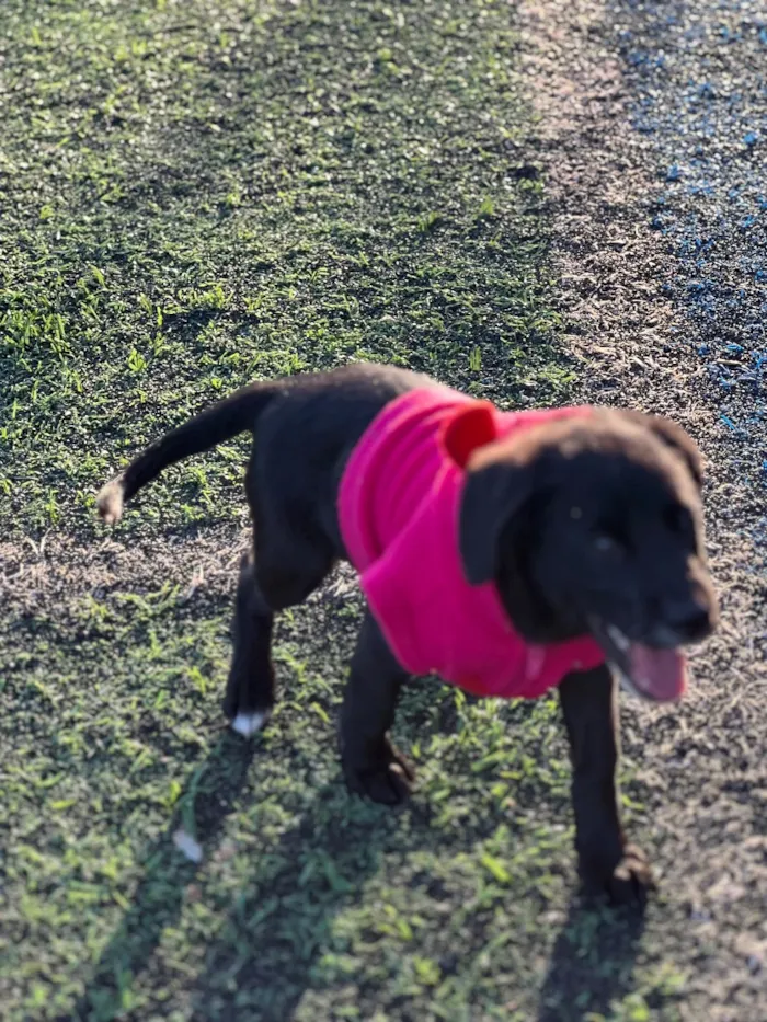Cachorro raça SRD-ViraLata idade 2 a 6 meses nome Zuki