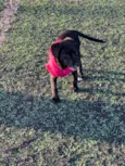 Zuki