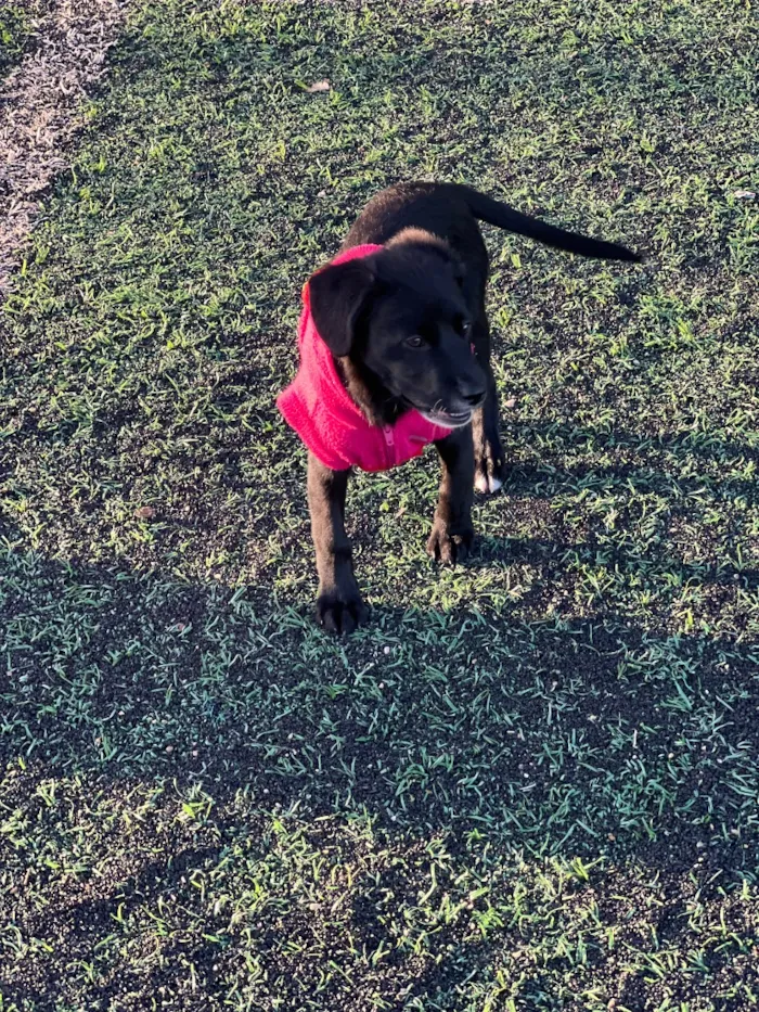 Cachorro raça SRD-ViraLata idade 2 a 6 meses nome Zuki