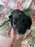 Zuki