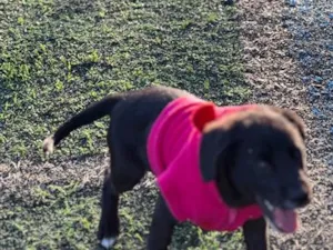 Cachorro raça SRD-ViraLata idade 2 a 6 meses nome Zuki