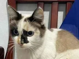 Gato raça SRD-ViraLata idade 1 ano nome não sei 