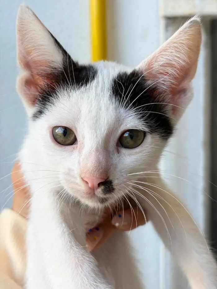 Gato raça SRD-ViraLata idade 4 anos nome Teo
