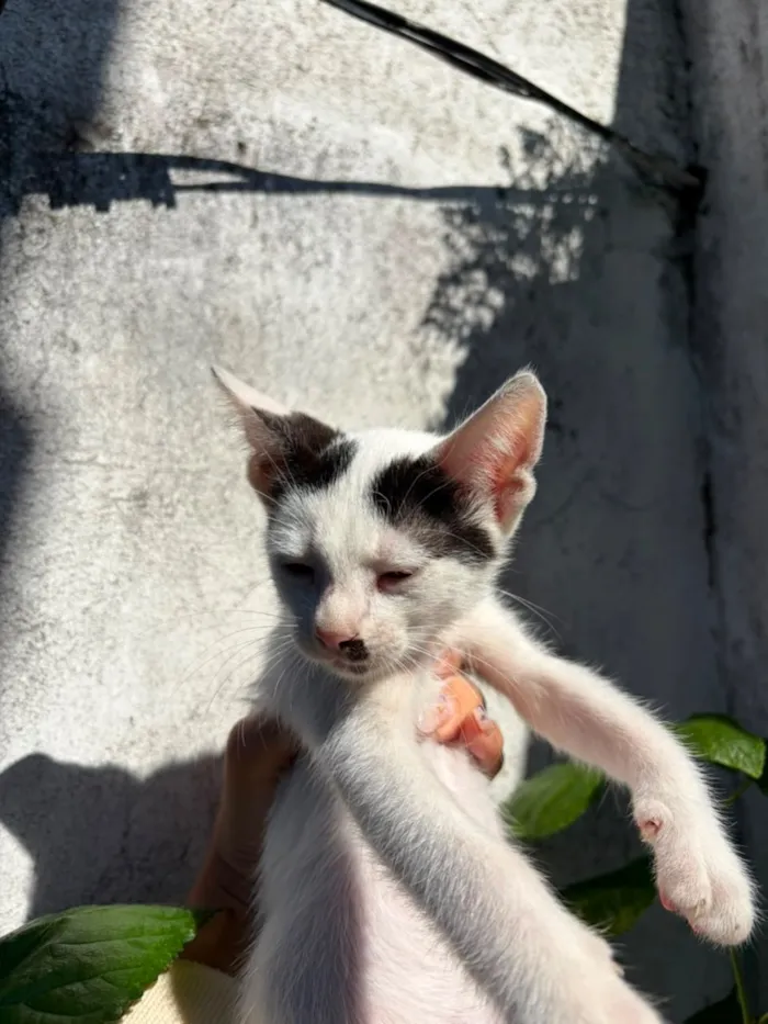 Gato raça SRD-ViraLata idade 4 anos nome Teo