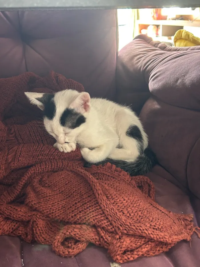 Gato raça SRD-ViraLata idade 4 anos nome Teo