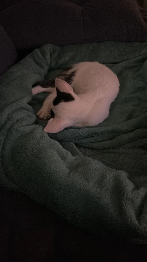 Gato raça SRD-ViraLata idade 4 anos nome Teo