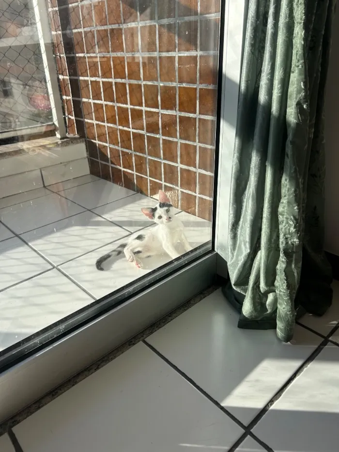 Gato raça SRD-ViraLata idade 4 anos nome Teo