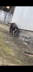 Pandora