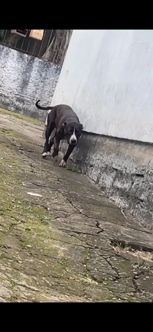 Cachorro raça SRD-ViraLata idade 6 ou mais anos nome Pandora