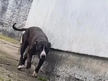 Cachorro raça SRD-ViraLata idade 6 ou mais anos nome Pandora