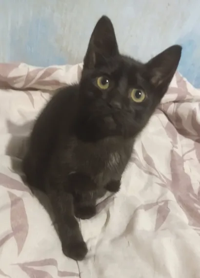 Gato raça SRD-ViraLata idade 2 a 6 meses nome Será nomeado pelo adotante.