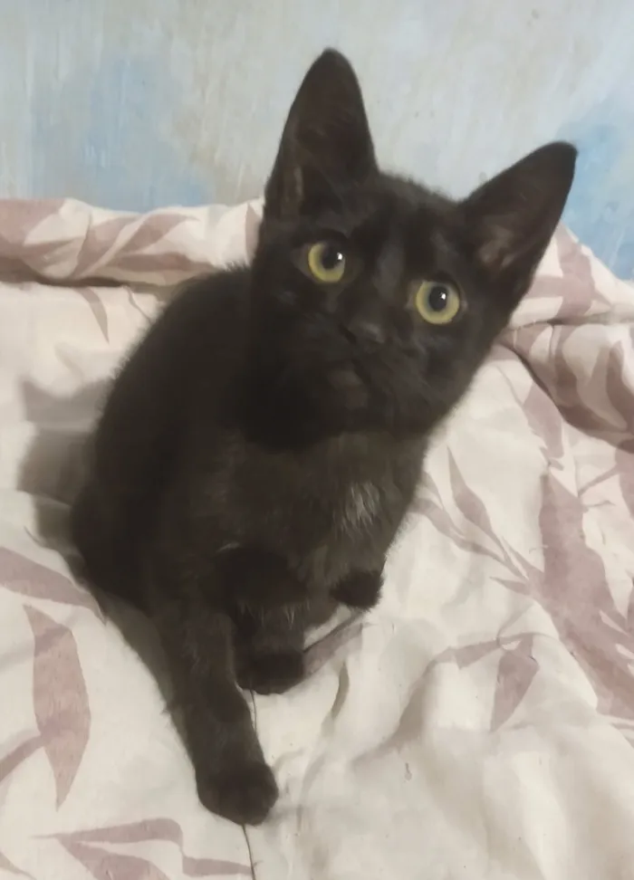 Gato raça SRD-ViraLata idade 2 a 6 meses nome Será nomeado pelo adotante.
