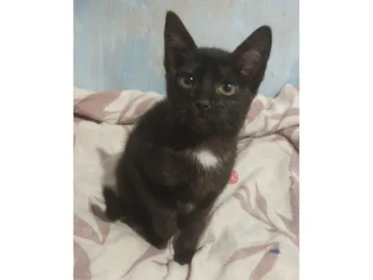Gato raça SRD-ViraLata idade 2 a 6 meses nome Será nomeado pelo adotante.