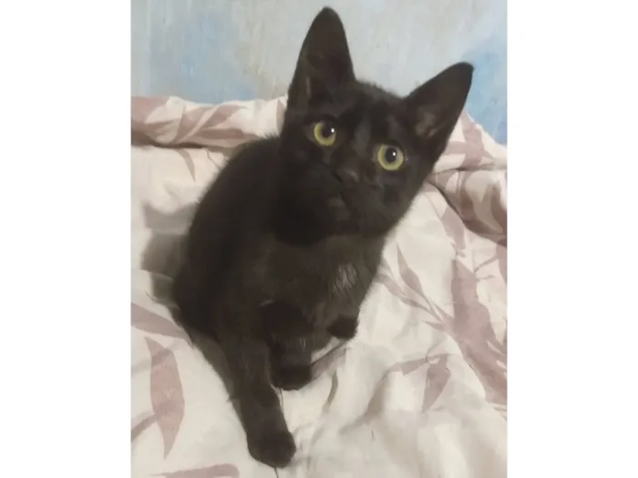 Gato raça SRD-ViraLata idade 2 a 6 meses nome Será nomeado pelo adotante.