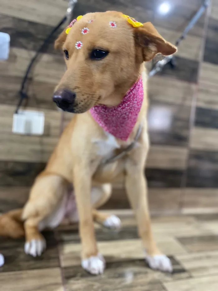 Cachorro raça SRD-ViraLata idade 7 a 11 meses nome Nina