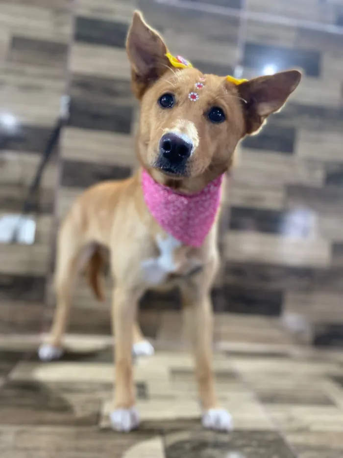 Cachorro raça SRD-ViraLata idade 7 a 11 meses nome Nina